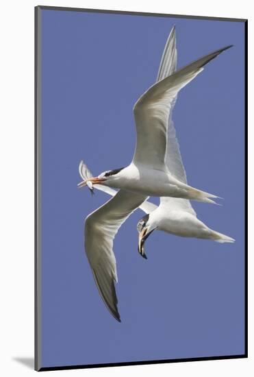 Elegnat Terns in Flight with Fish in their Bills-Hal Beral-Mounted Photographic Print