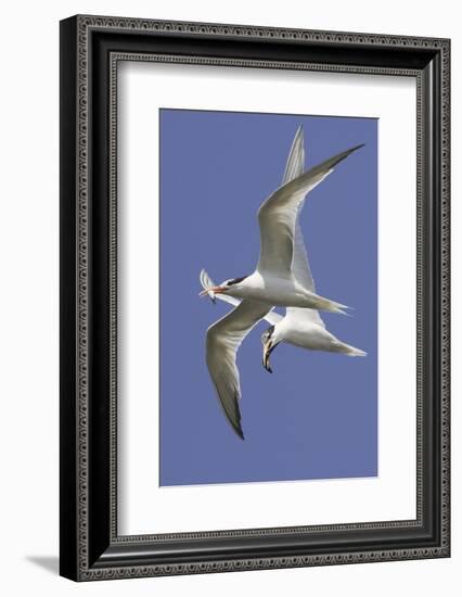 Elegnat Terns in Flight with Fish in their Bills-Hal Beral-Framed Photographic Print