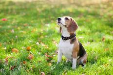 Beagle Sitting In Green Grass-Elena Efimova-Framed Premier Image Canvas