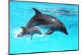 Premium Photographic Print