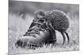 Photographic Print