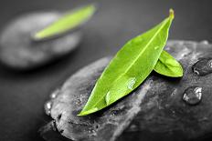 Black and White Zen Stones Submerged in Water with Color Accented Green Leaves-elenathewise-Photographic Print