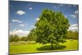 Photographic Print