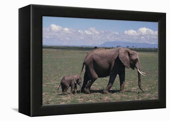 Elephant Adult and Baby-DLILLC-Framed Premier Image Canvas