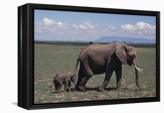 Elephant Adult and Baby-DLILLC-Framed Premier Image Canvas