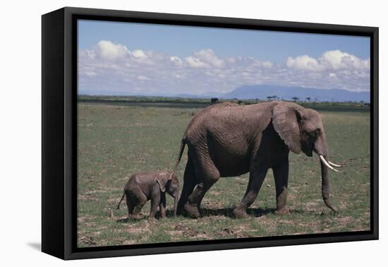 Elephant Adult and Baby-DLILLC-Framed Premier Image Canvas