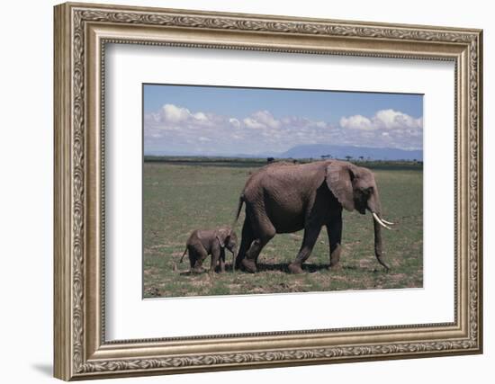 Elephant Adult and Baby-DLILLC-Framed Photographic Print