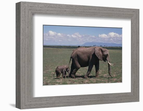 Elephant Adult and Baby-DLILLC-Framed Photographic Print