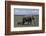 Elephant Adult and Baby-DLILLC-Framed Photographic Print