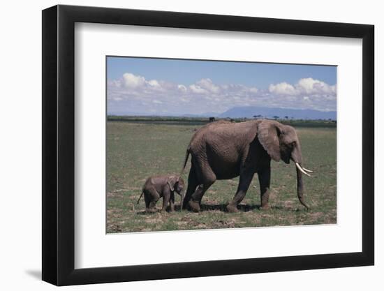 Elephant Adult and Baby-DLILLC-Framed Photographic Print