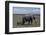 Elephant Adult and Baby-DLILLC-Framed Photographic Print