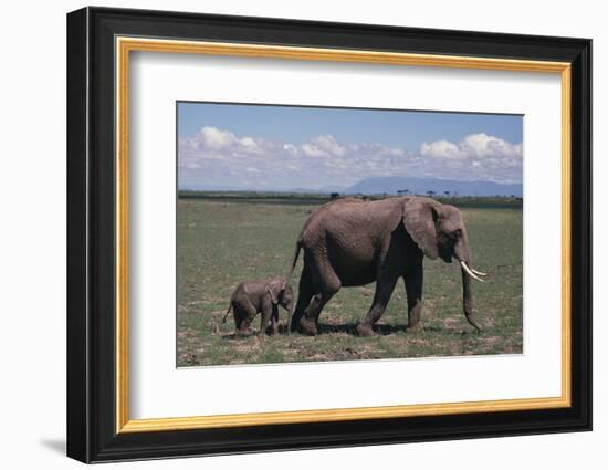 Elephant Adult and Baby-DLILLC-Framed Photographic Print