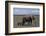 Elephant Adult and Baby-DLILLC-Framed Photographic Print