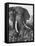 Elephant After Dirt Bath on the Plains-Eliot Elisofon-Framed Premier Image Canvas