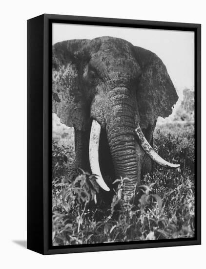 Elephant After Dirt Bath on the Plains-Eliot Elisofon-Framed Premier Image Canvas