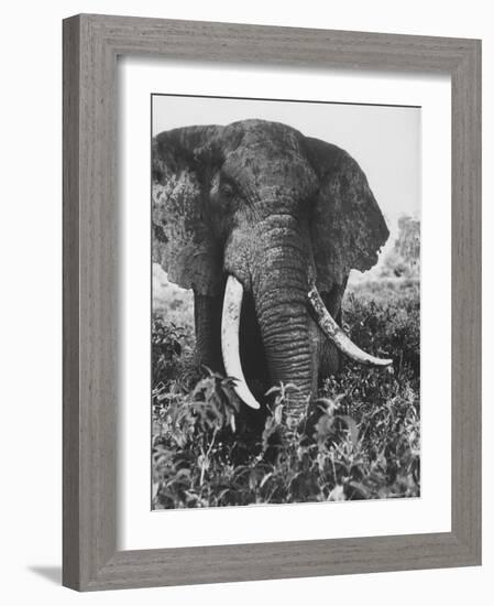 Elephant After Dirt Bath on the Plains-Eliot Elisofon-Framed Photographic Print