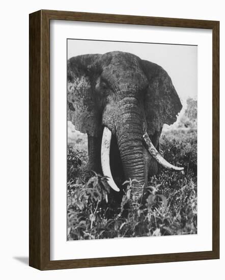 Elephant After Dirt Bath on the Plains-Eliot Elisofon-Framed Photographic Print