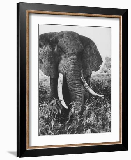 Elephant After Dirt Bath on the Plains-Eliot Elisofon-Framed Photographic Print
