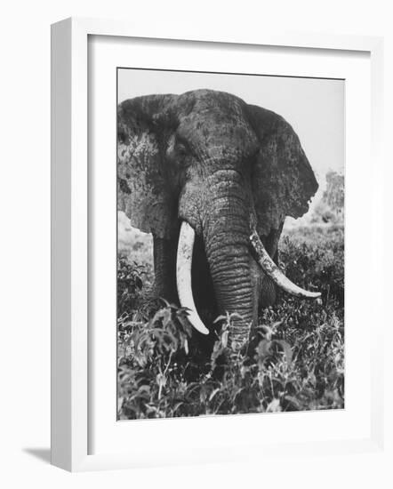 Elephant After Dirt Bath on the Plains-Eliot Elisofon-Framed Photographic Print