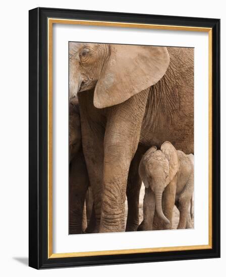 Elephant and Baby (Loxodonta Africana), Addo Elephant National Park, Eastern Cape, South Africa-Ann & Steve Toon-Framed Photographic Print