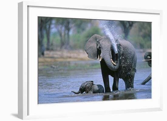 Elephant and Calf Cooling Off in River-Paul Souders-Framed Photographic Print