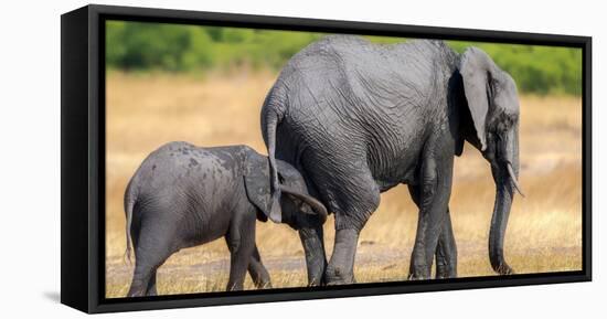 Elephant and calf, Hwange National Park, Zimbabwe, Africa-Karen Deakin-Framed Premier Image Canvas