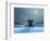 Elephant and Dog at Christmas Night-Mike_Kiev-Framed Photographic Print