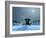 Elephant and Dog at Christmas Night-Mike_Kiev-Framed Photographic Print