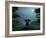 Elephant and Dog Meditate at Summer Night-Mike_Kiev-Framed Photographic Print