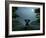 Elephant and Dog Meditate at Summer Night-Mike_Kiev-Framed Photographic Print