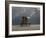 Elephant And Dog Sit Under The Rain-Mike_Kiev-Framed Photographic Print