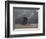 Elephant And Dog Sit Under The Rain-Mike_Kiev-Framed Photographic Print