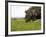 Elephant and Newly Born Calf, Chobe National Park, Botswana, Africa-Peter Groenendijk-Framed Photographic Print