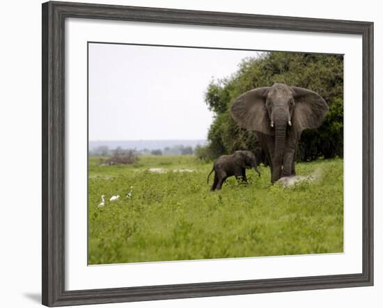 Elephant and Newly Born Calf, Chobe National Park, Botswana, Africa-Peter Groenendijk-Framed Photographic Print