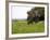 Elephant and Newly Born Calf, Chobe National Park, Botswana, Africa-Peter Groenendijk-Framed Photographic Print