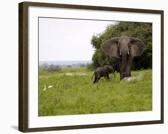 Elephant and Newly Born Calf, Chobe National Park, Botswana, Africa-Peter Groenendijk-Framed Photographic Print