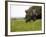 Elephant and Newly Born Calf, Chobe National Park, Botswana, Africa-Peter Groenendijk-Framed Photographic Print