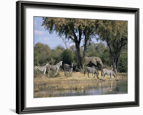 Elephant and Zebras at the Khwai River, Moremi Wildlife Reserve, Botswana, Africa-Thorsten Milse-Framed Photographic Print