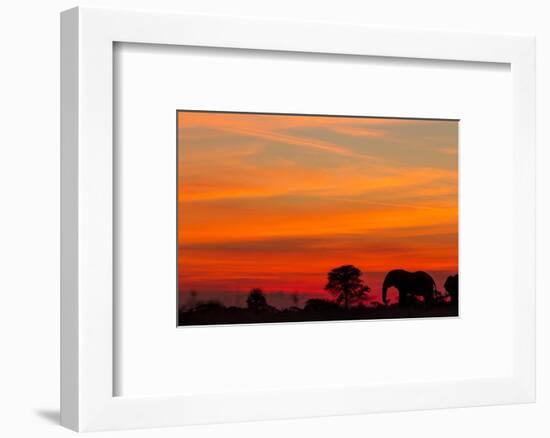 Elephant at Dusk, Nxai Pan National Park, Botswana-Paul Souders-Framed Photographic Print