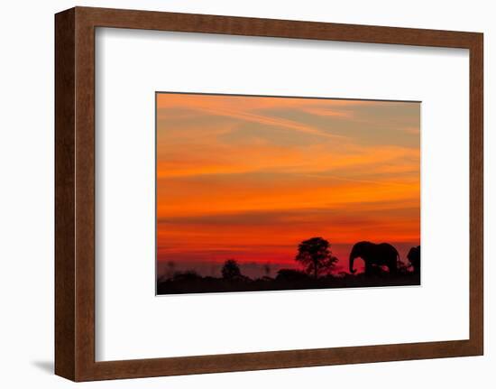 Elephant at Dusk, Nxai Pan National Park, Botswana-Paul Souders-Framed Photographic Print