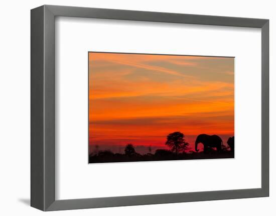 Elephant at Dusk, Nxai Pan National Park, Botswana-Paul Souders-Framed Photographic Print