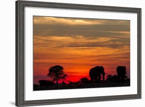 Elephant at Dusk, Nxai Pan National Park, Botswana-Paul Souders-Framed Photographic Print