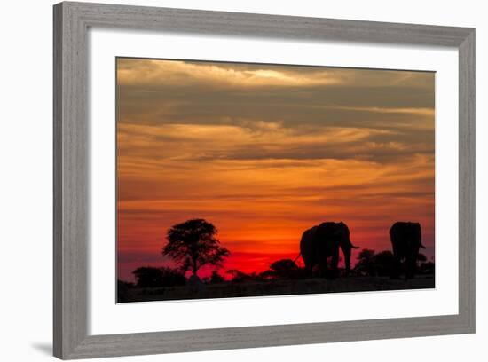 Elephant at Dusk, Nxai Pan National Park, Botswana-Paul Souders-Framed Photographic Print