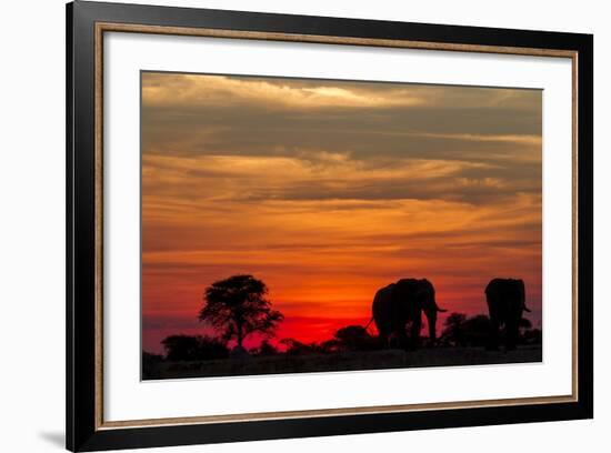 Elephant at Dusk, Nxai Pan National Park, Botswana-Paul Souders-Framed Photographic Print