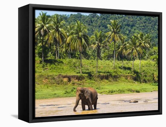 Elephant at Pinnawala Elephant Orphanage, Sri Lanka, Asia-Matthew Williams-Ellis-Framed Premier Image Canvas