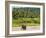 Elephant at Pinnawala Elephant Orphanage, Sri Lanka, Asia-Matthew Williams-Ellis-Framed Photographic Print