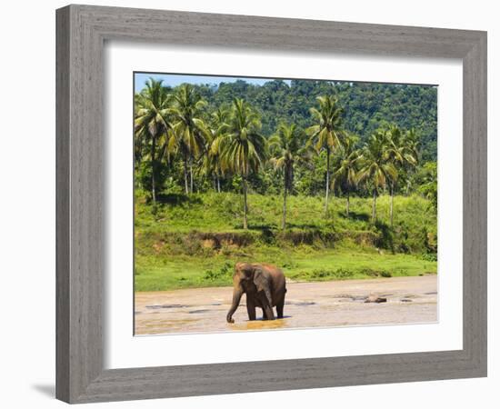 Elephant at Pinnawala Elephant Orphanage, Sri Lanka, Asia-Matthew Williams-Ellis-Framed Photographic Print