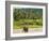 Elephant at Pinnawala Elephant Orphanage, Sri Lanka, Asia-Matthew Williams-Ellis-Framed Photographic Print