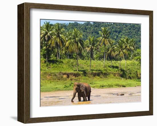 Elephant at Pinnawala Elephant Orphanage, Sri Lanka, Asia-Matthew Williams-Ellis-Framed Photographic Print