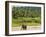 Elephant at Pinnawala Elephant Orphanage, Sri Lanka, Asia-Matthew Williams-Ellis-Framed Photographic Print